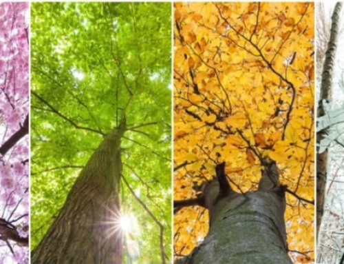 Seizoenscursussen DO-IN